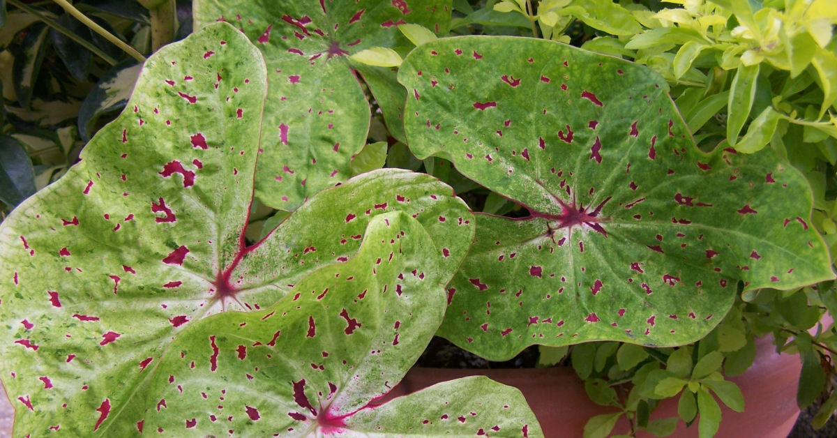 Follow my proven path to elevate your writing and create top-notch content