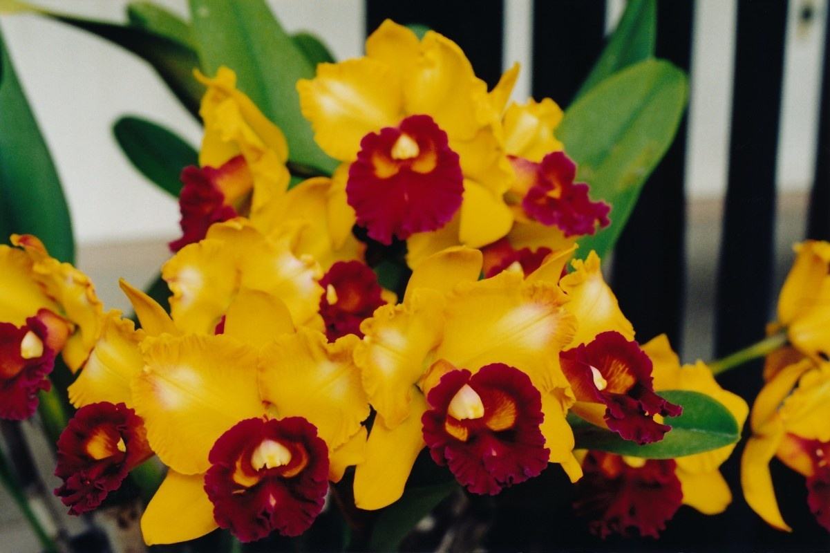 A close-up view of a cluster of yellow and red orchids.