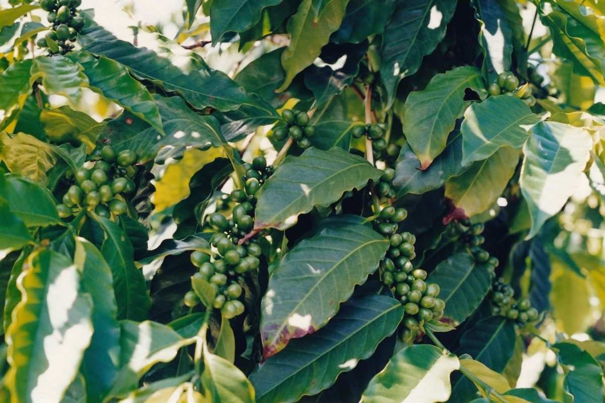 A close-up view of green coffee beans still attached to the coffee tree.