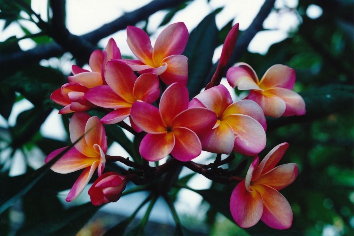 A cluster of plumeria flowers in pinks and yellows with the blurred green leaves in the background.