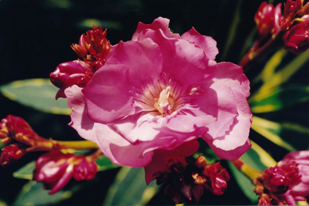 A close up of a pink oleander flower with variegated leaves.