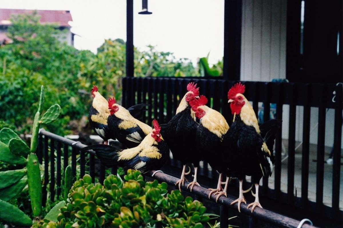 Six bantam roosters perched on a porch railing surrounded by green plants.