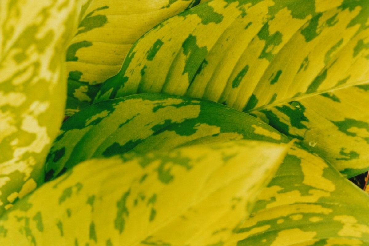 A close-up of the green and yellow leaves of a Dieffenbachia 'Tropic Snow' plant.