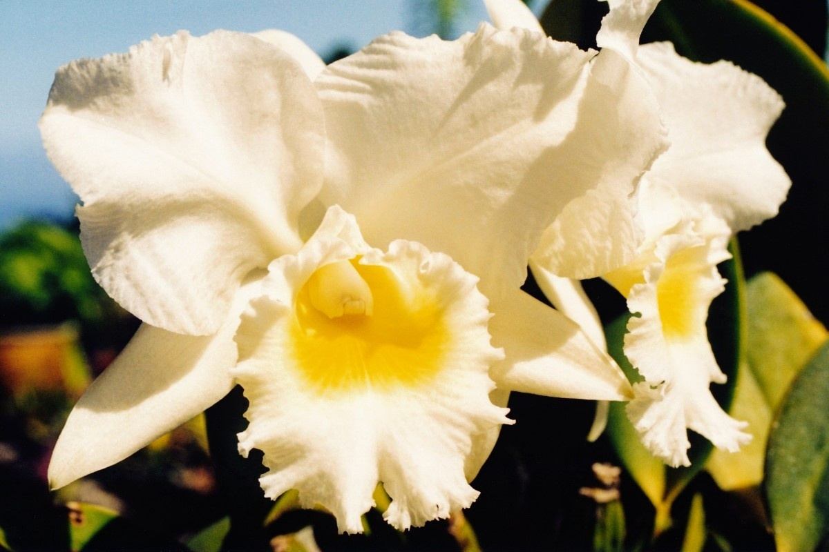A white orchid with a yellow center against a clear blue sky.