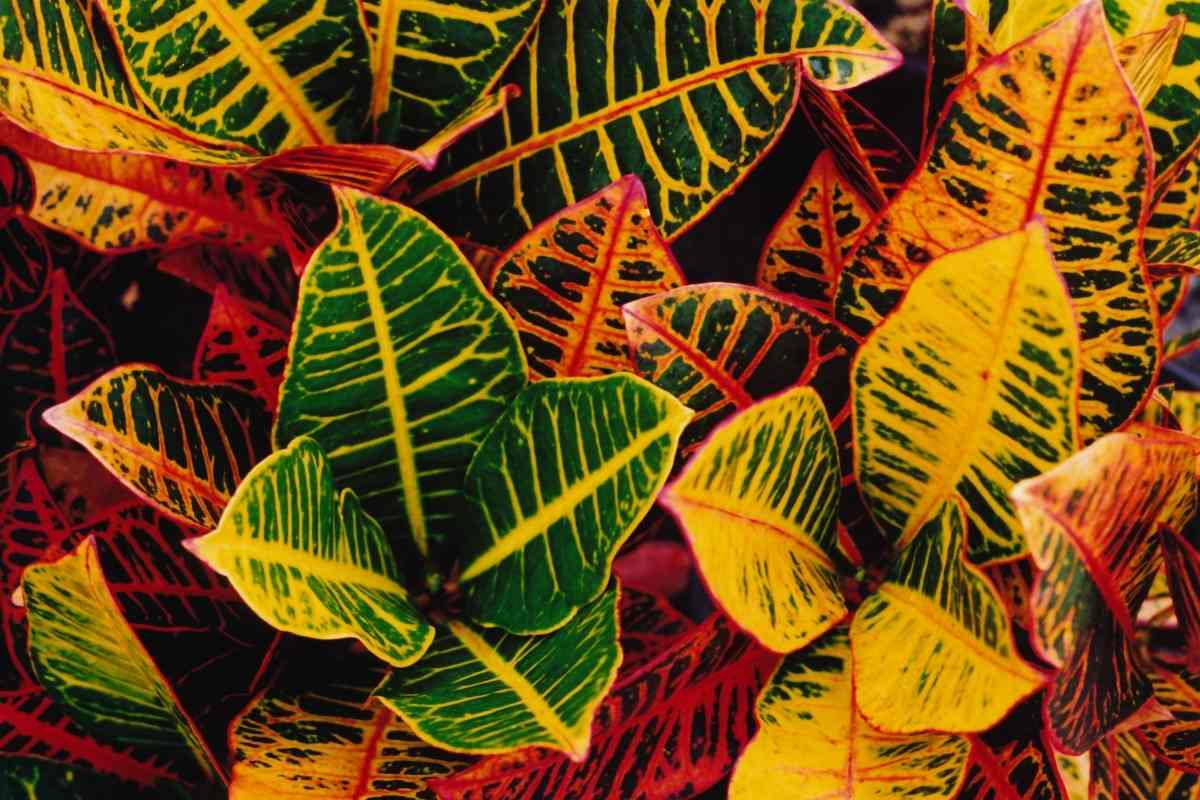 A close-up image of Petra crotons with bright yellow, red, and green leaves