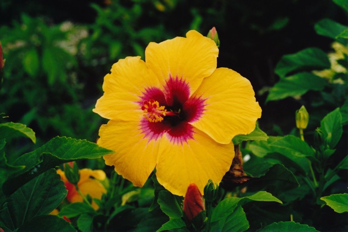 A bright yellow tropical hibiscus with a red center surrounded by leaves and flower buds.