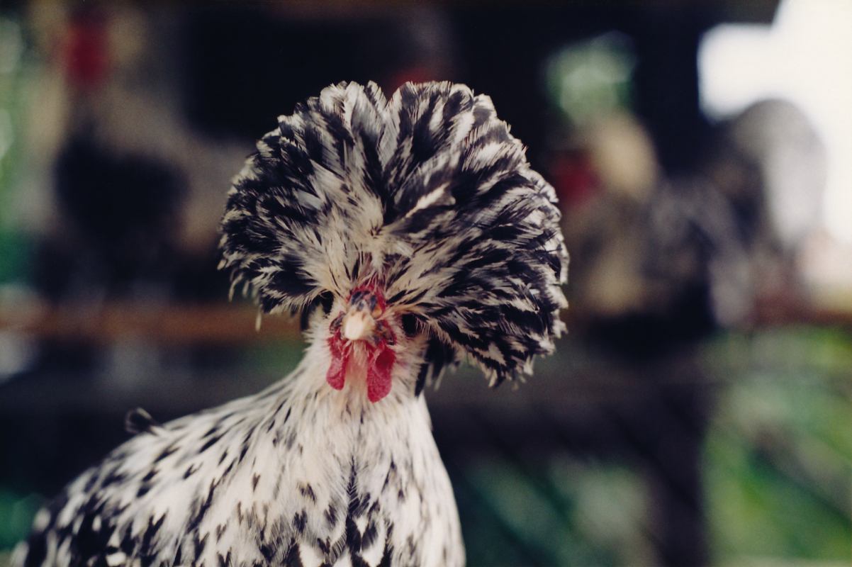 A Sliver-laced Polish bantam chicken with a large black and white top knot and a confused look on her face.